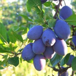 Саженцы сливы колоновидной Чачакская ранняя