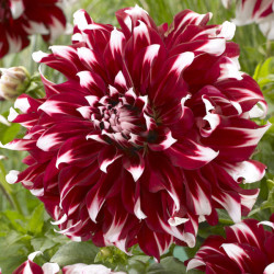 Бульби жоржини X Factor