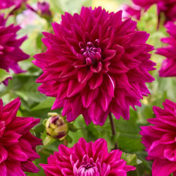 Клубни георгины Fuchsia Charm