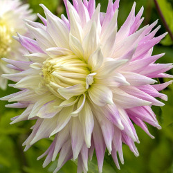 Клубни георгины Kiev