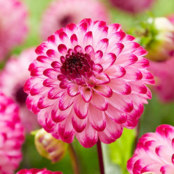 Клубни георгины Little Robert