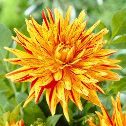 Клубни георгины Striped Vulcan