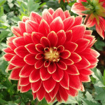 Бульби жоржини Dutch Carnaval