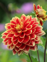 Бульби жоржини Dutch Carnaval