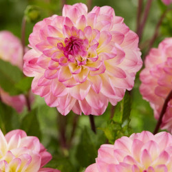 Клубни георгины El Paso