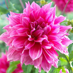 Клубни георгины Emory Paul