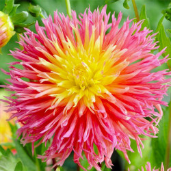 Клубни георгины Fringed Star