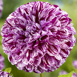 Клубни георгины Marble Ball