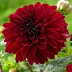 Клубни георгины Melody Mambo