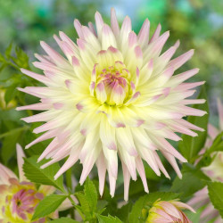 Клубни георгины Shooting Star