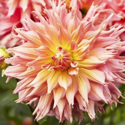 Бульби жоржини Omega