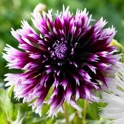 Бульби жоржини Alauna Clair-Obscur