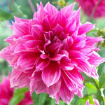 Бульби жоржини Emory Paul