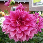 Бульби жоржини Emory Paul