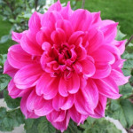 Бульби жоржини Emory Paul