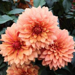 Клубни георгины Gallery Vincent