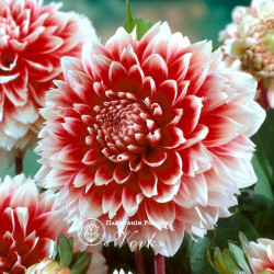 Бульби жоржини Red and White Fubuki