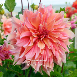 Клубни георгины Labyrinth