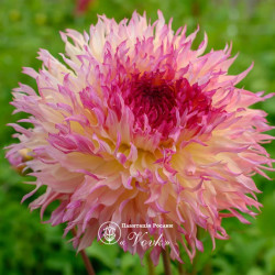 Клубни георгины Myrtle's Folly