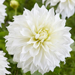 Клубни георгины White Perfection