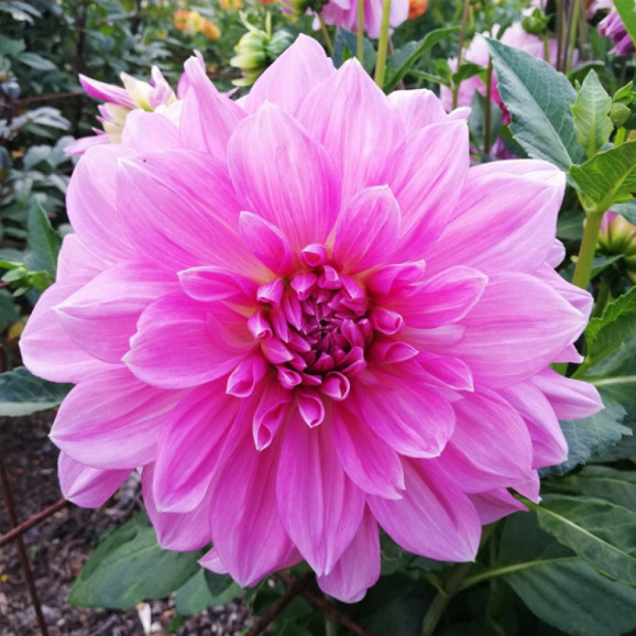 Бульби жоржини Lavender Perfection