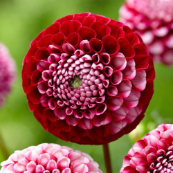 Бульби жоржини Chick A Dee US