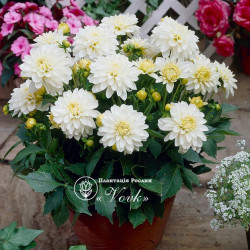 Бульби жоржини Gallery Art Fair