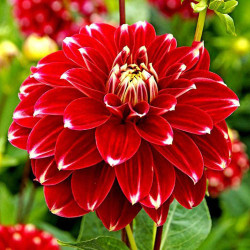 Клубни георгины Red Rock