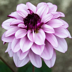 Клубни георгины Creme de Cassis