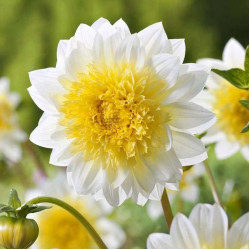 Клубни георгины Freya's Paso Doble