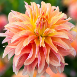 Клубни георгины Garden Desire