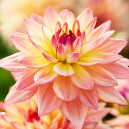 Клубни георгины Melody Dora