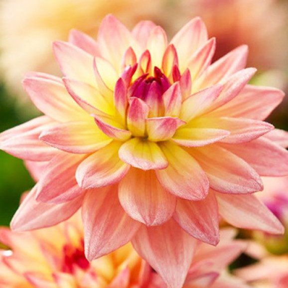 Бульби жоржини Melody Dora