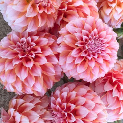 Клубни георгины Peaches and Cream