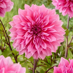 Бульби жоржини Arthur Hambley