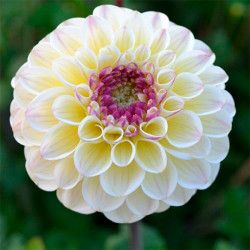 Клубни георгины Lake Carey