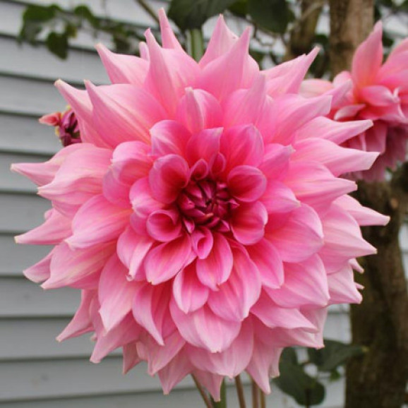 Бульби жоржини Otto's Thrill