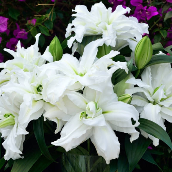 Цибулини лілії Roselily Aisha