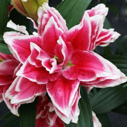 Луковицы лилии Roselily Samantha