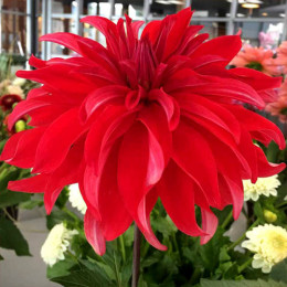 Клубни георгины Red Labyrinth