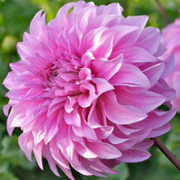 Клубни георгины Vassio Meggos