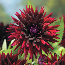 Бульби жоржини Black Narcissus