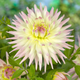 Клубни георгины Shooting Star