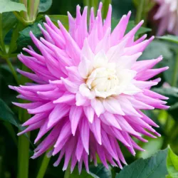 Бульби жоржини Hillcrest Candy