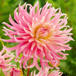 Клубни георгины Star's Favourite