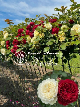 Бульби жоржини El Paso