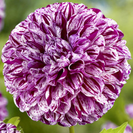 Клубни георгины Marble Ball