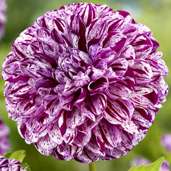 Бульби жоржини Marble Ball