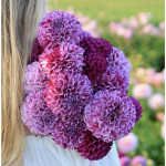 Бульби жоржини Marble Ball