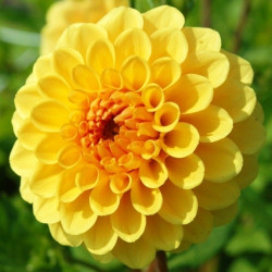 Бульби жоржини Golden Scepter